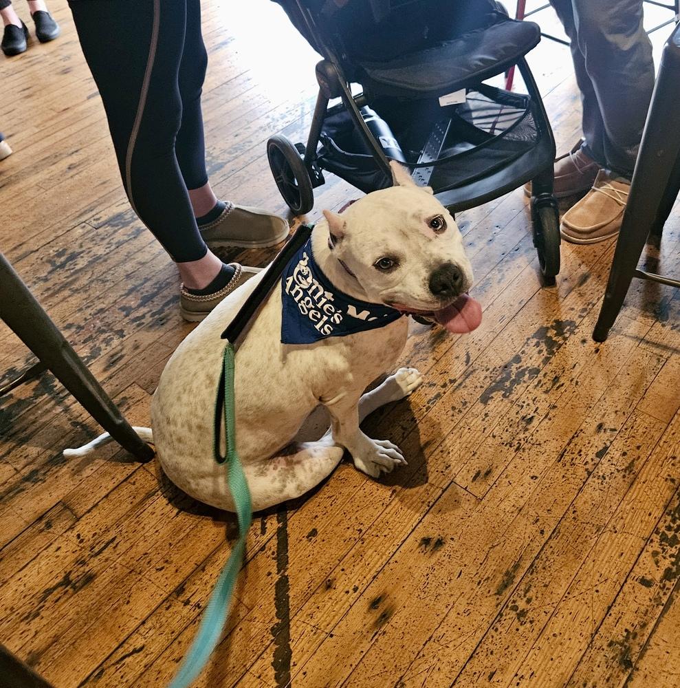 Enlarge Axel, a Adoptable mixed breed in Greenlawn, NY image 2/6