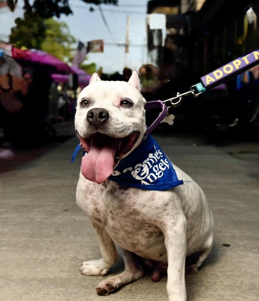 Enlarge Axel, a Adoptable mixed breed in Greenlawn, NY image 3/6