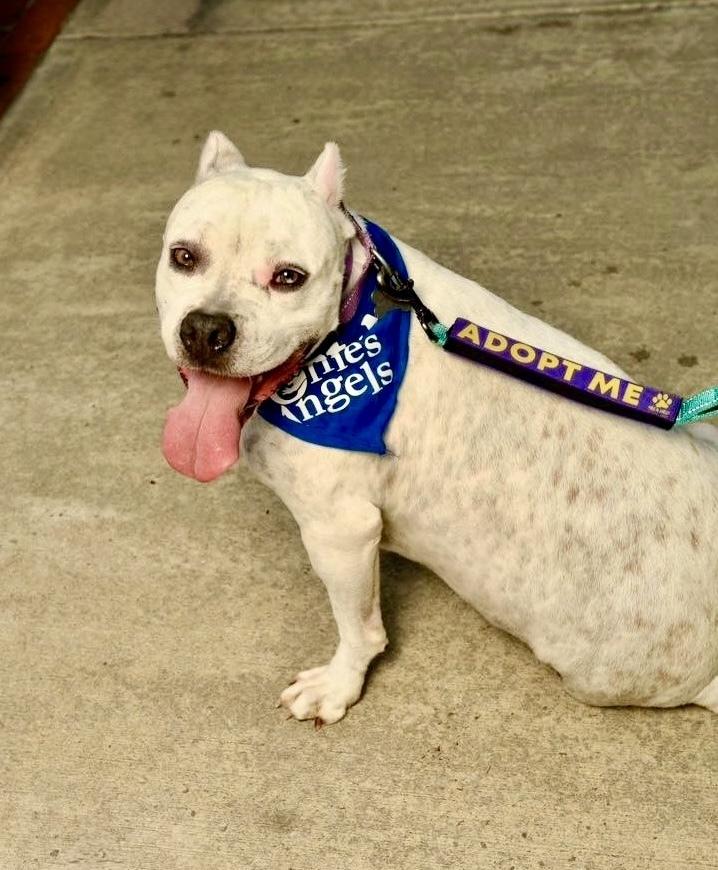 Enlarge Axel, a Adoptable mixed breed in Greenlawn, NY image 4/6