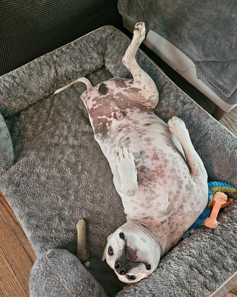 Enlarge Axel, a Adoptable mixed breed in Greenlawn, NY image 5/6