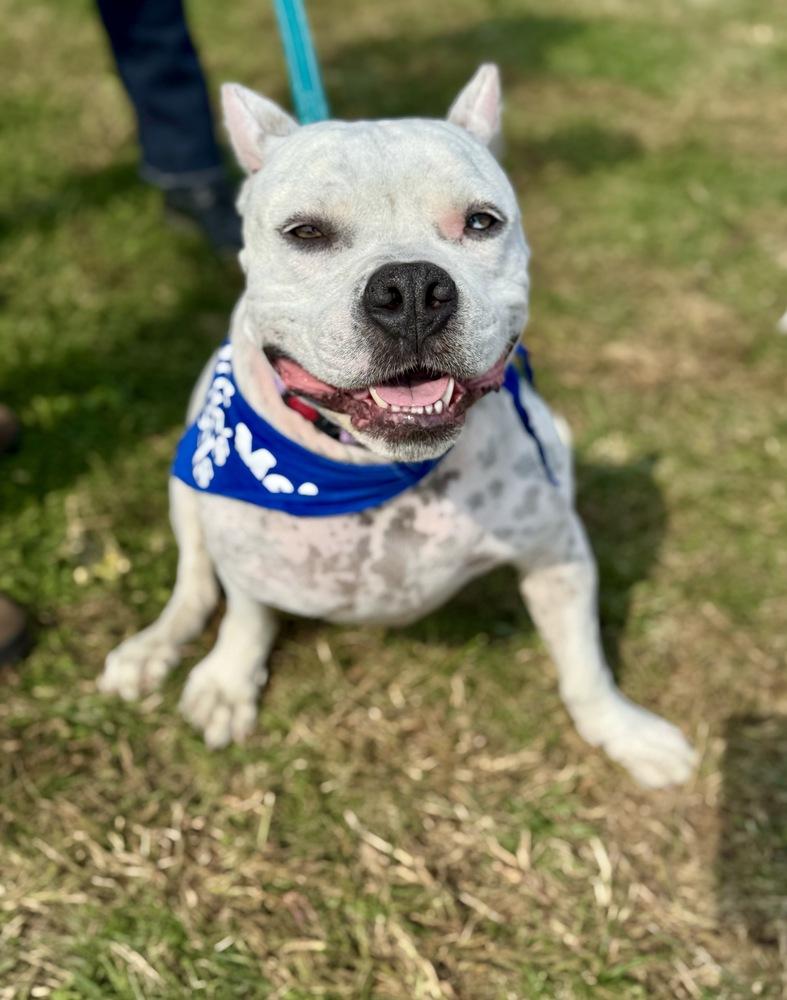 Enlarge Axel, a Adoptable mixed breed in Greenlawn, NY image 6/6