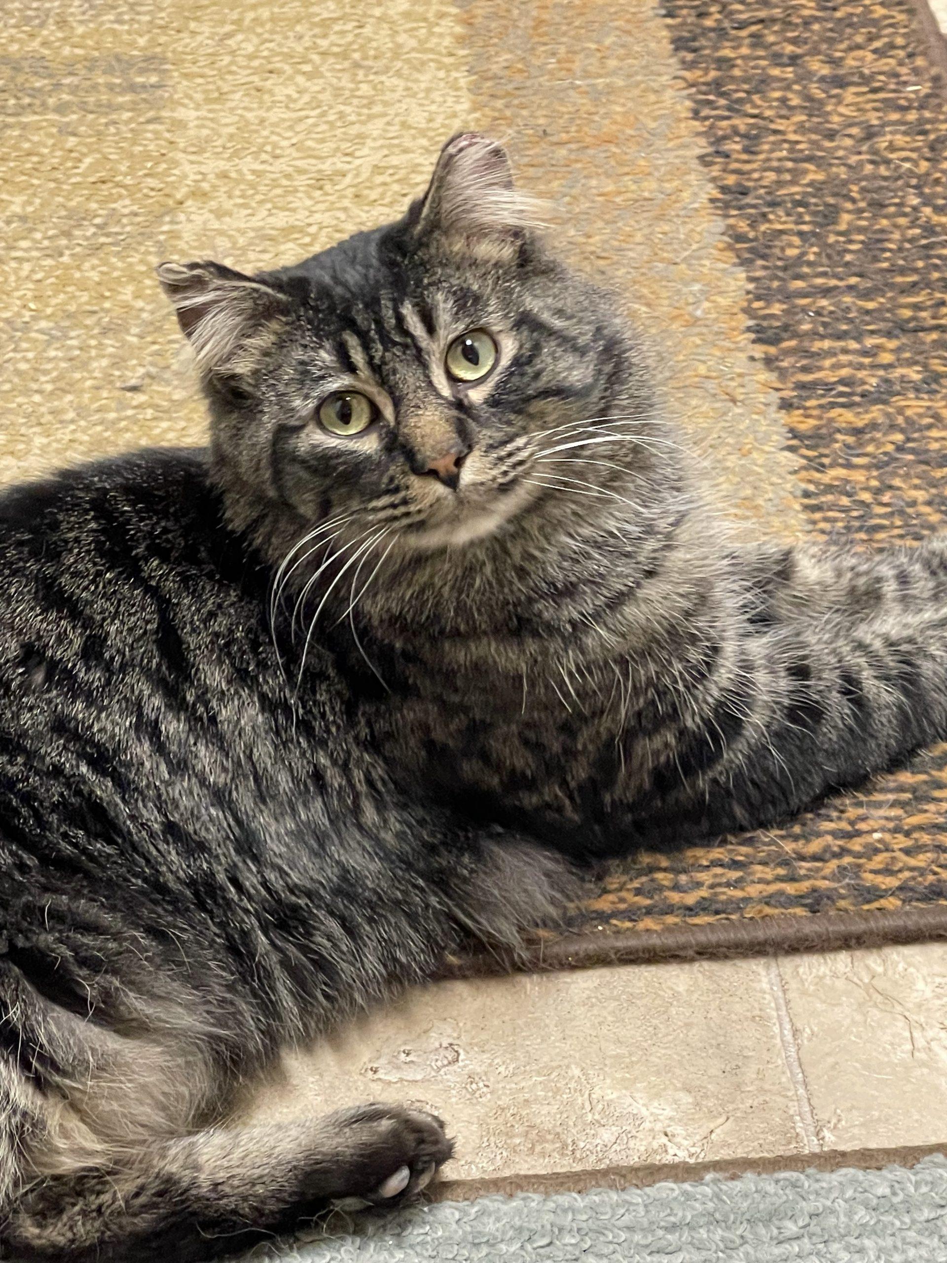 Enlarge Jabari, a Adoptable Domestic Long Hair in Great Falls, MT image 1/1