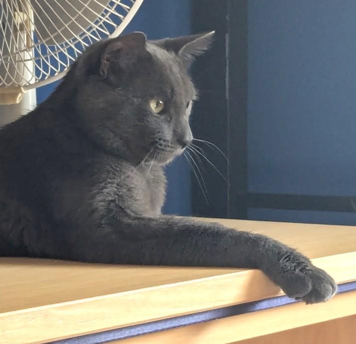 Gizmo - Polydactyl photo 2