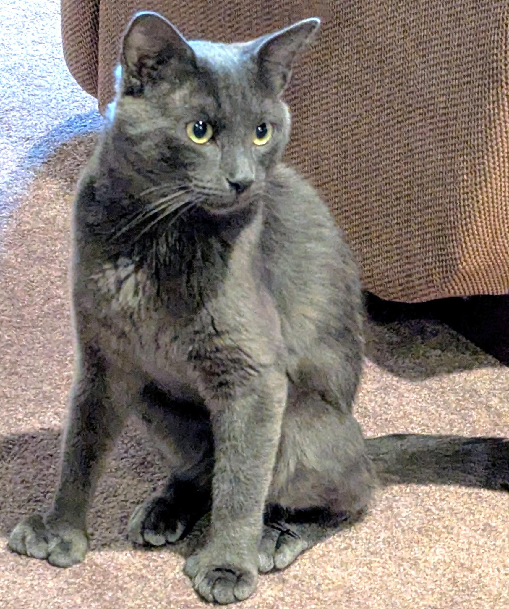 Gizmo - Polydactyl photo 3