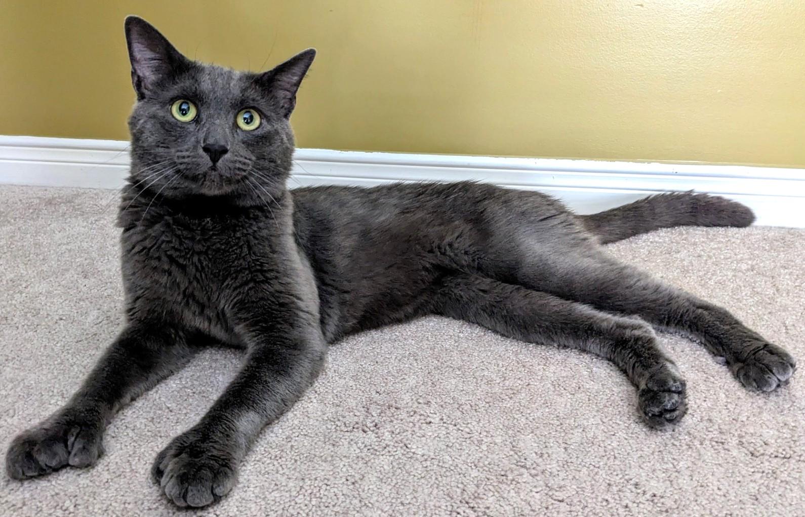 Gizmo - Polydactyl photo 4