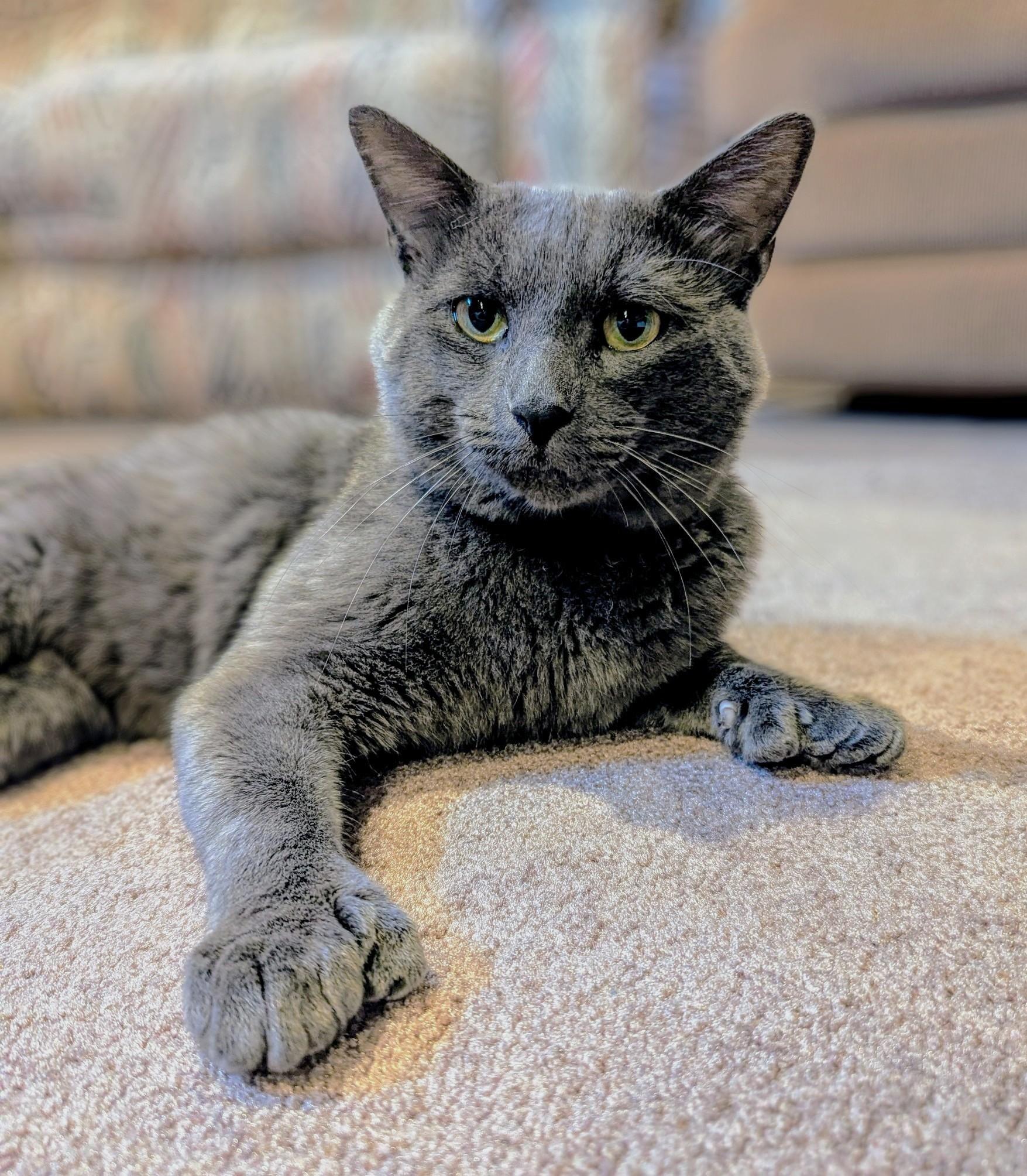Gizmo - Polydactyl, Adult Male unknown
