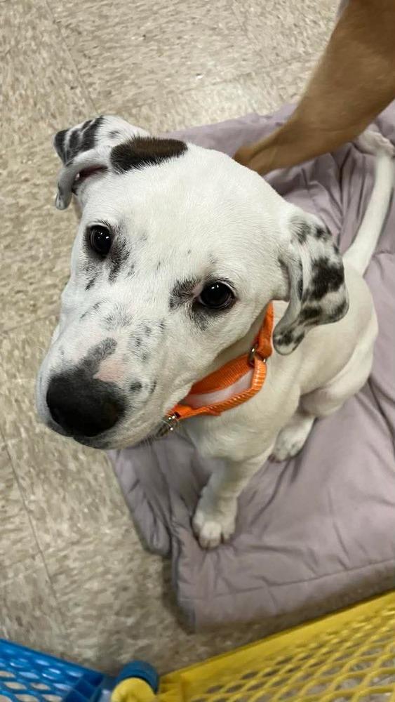 Mary-Kate (Mira’s Munchkins 2026), Adoptable, Puppy Female Pit Bull Terrier & Mixed Breed.