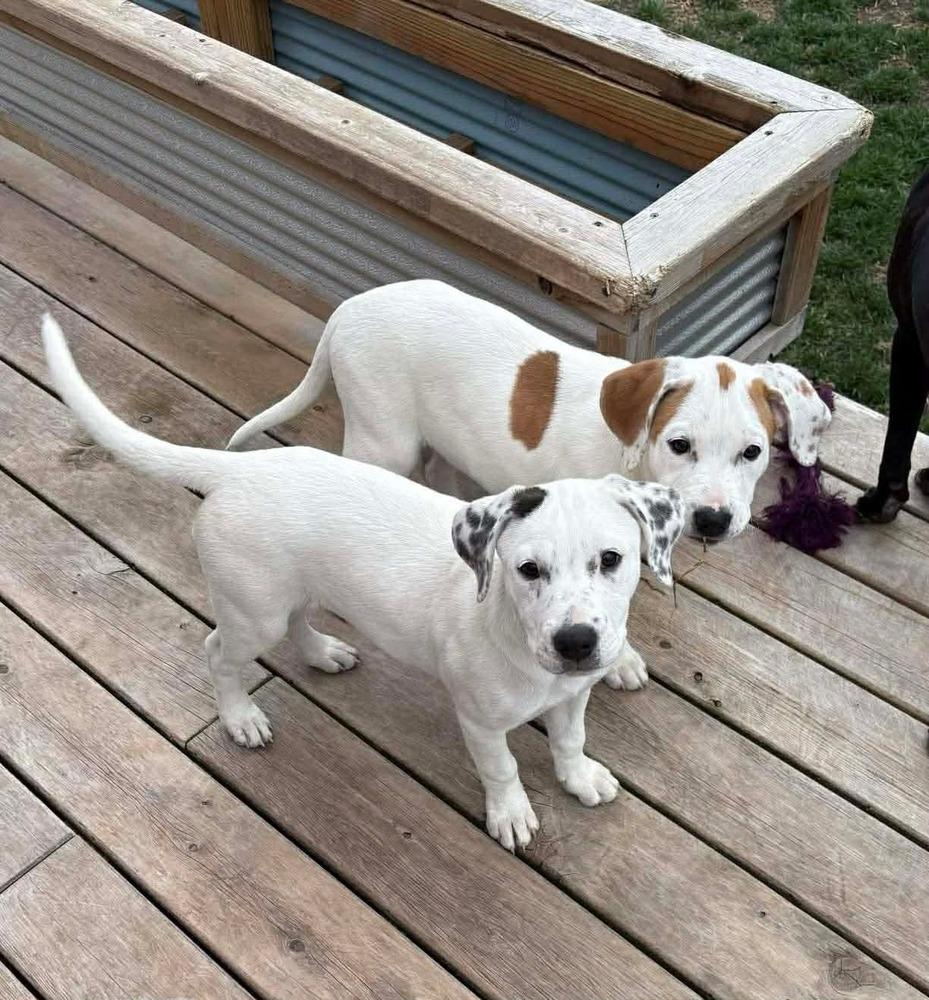 Enlarge Mary-Kate (Mira’s Munchkins 2026), a Adoptable mixed breed in Wenonah, NJ image 3/5