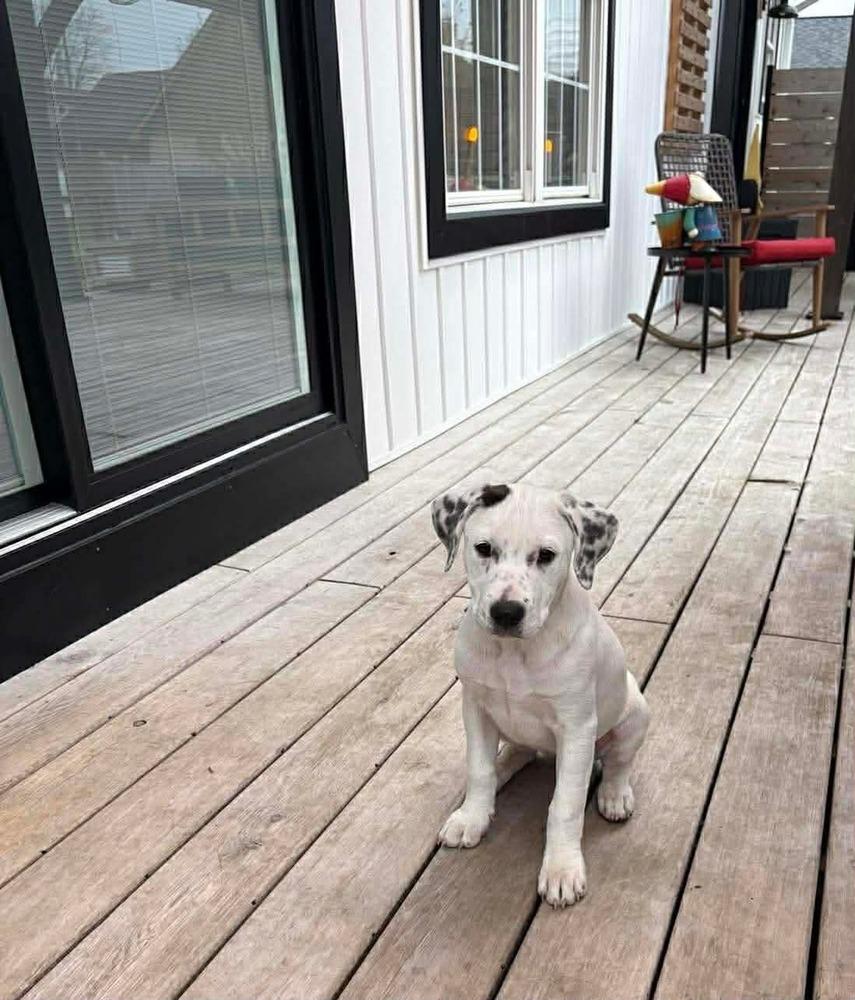 Enlarge Mary-Kate (Mira’s Munchkins 2026), a Adoptable mixed breed in Wenonah, NJ image 4/5