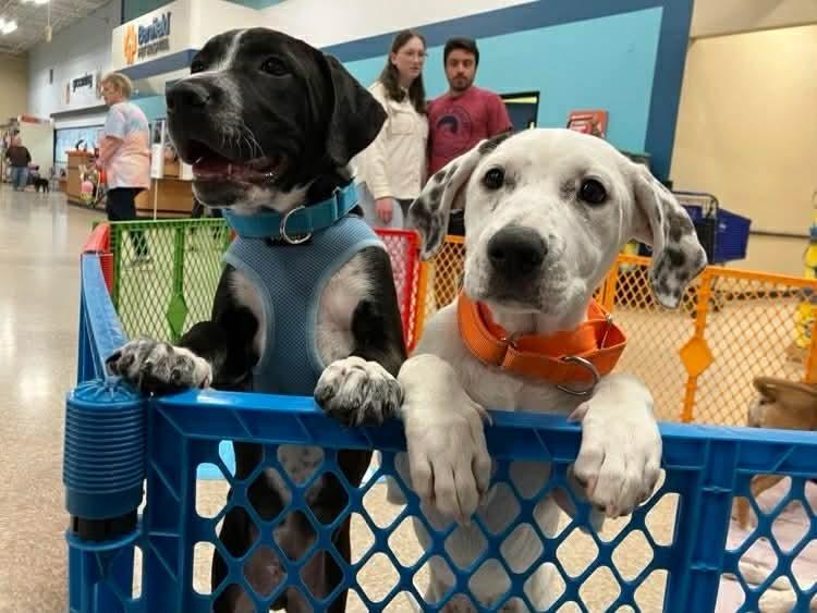 Enlarge Mary-Kate (Mira’s Munchkins 2026), a Adoptable mixed breed in Wenonah, NJ image 5/5