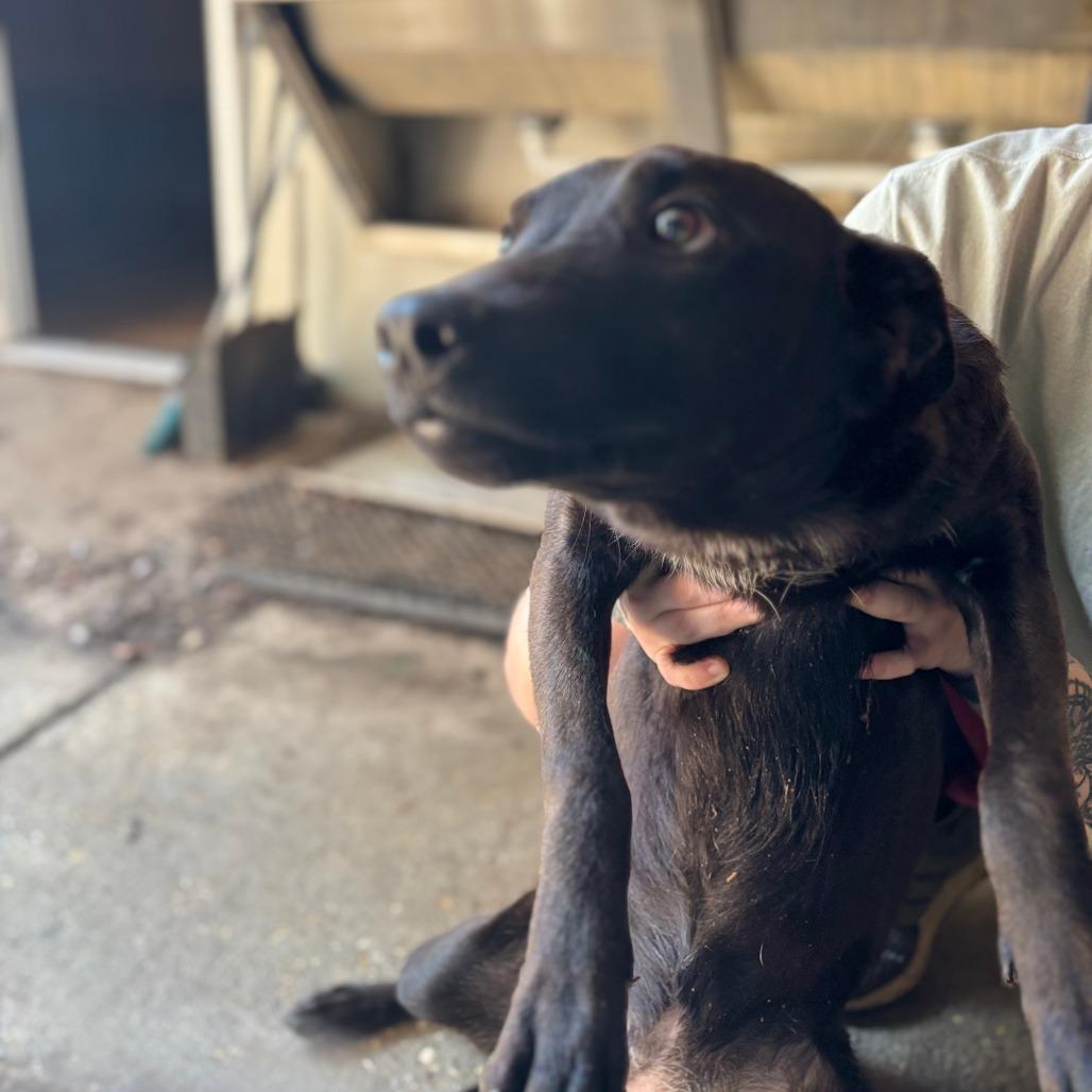 Enlarge Saol, a Adoptable Mixed Breed in Laurel, MS image 1/2