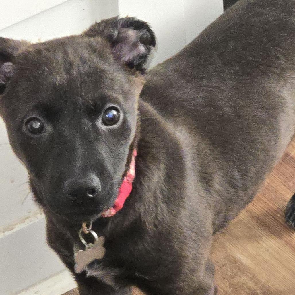 Enlarge Saol, a Adoptable Mixed Breed in Laurel, MS image 2/2