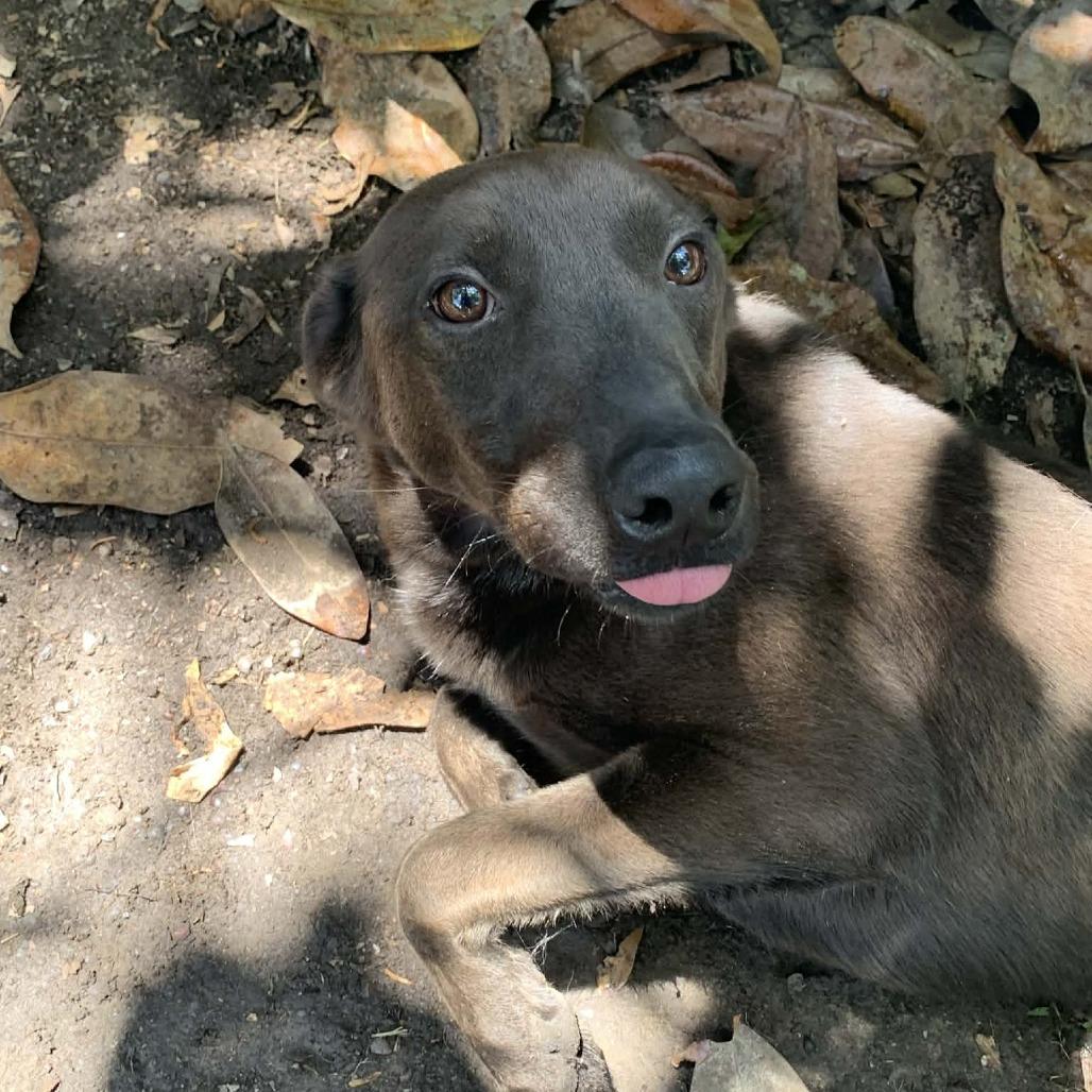 Enlarge Saol, a Adoptable Mixed Breed in Laurel, MS image 3/3