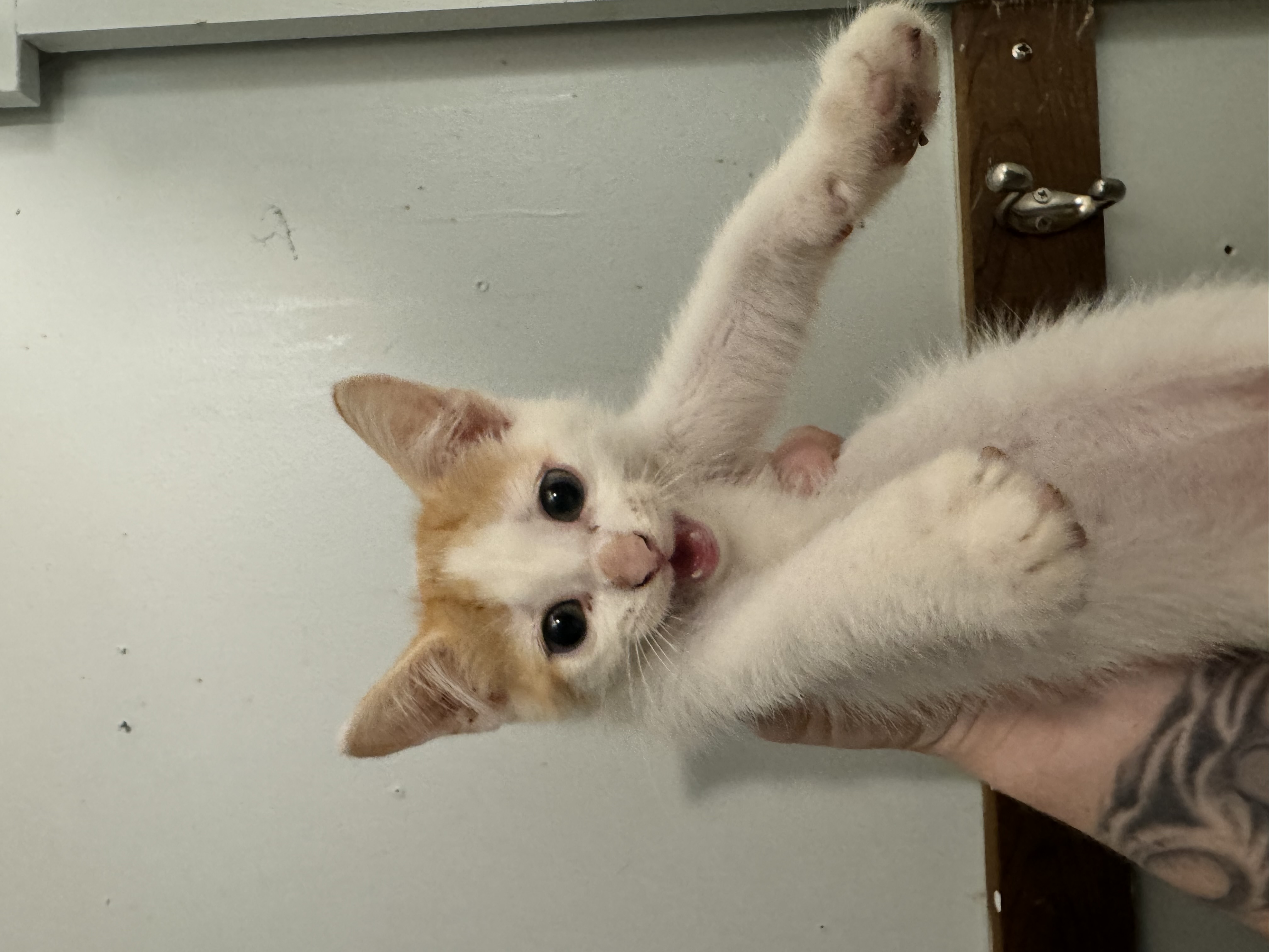 Zinger, a Adoptable Domestic Short Hair in Waseca, MN image 1/4