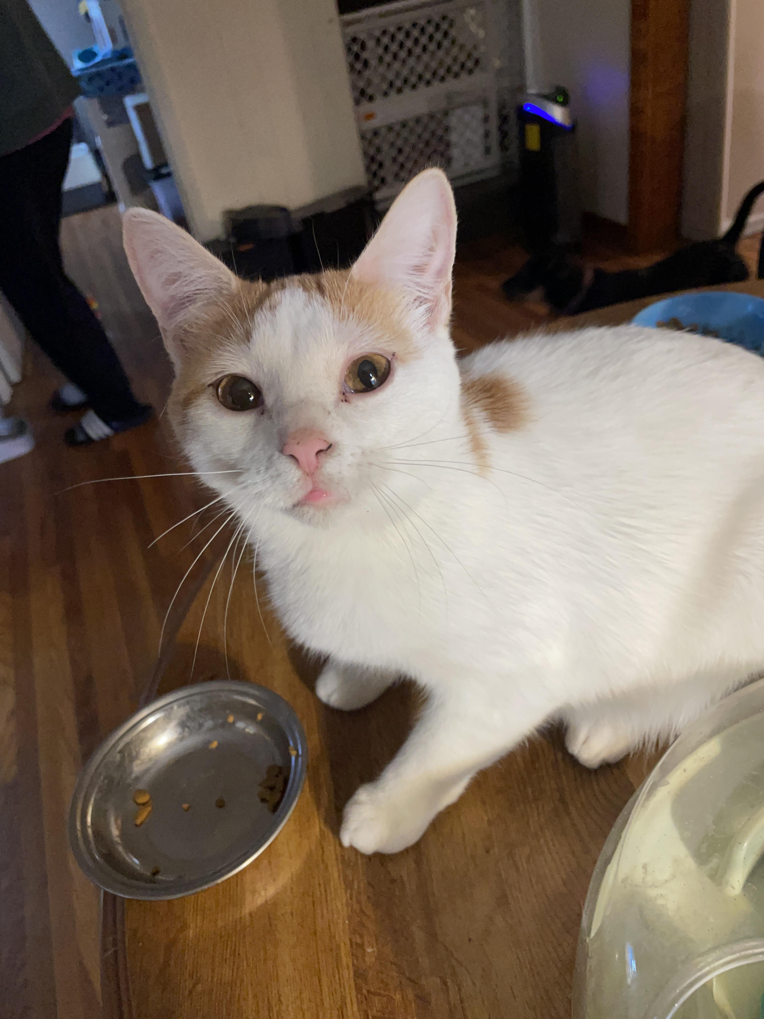 Zinger, a Adoptable Domestic Short Hair in Waseca, MN image 2/4