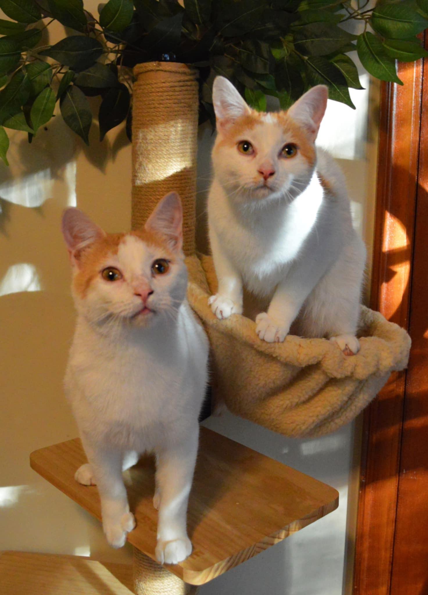 Zinger, a Adoptable Domestic Short Hair in Waseca, MN image 3/4