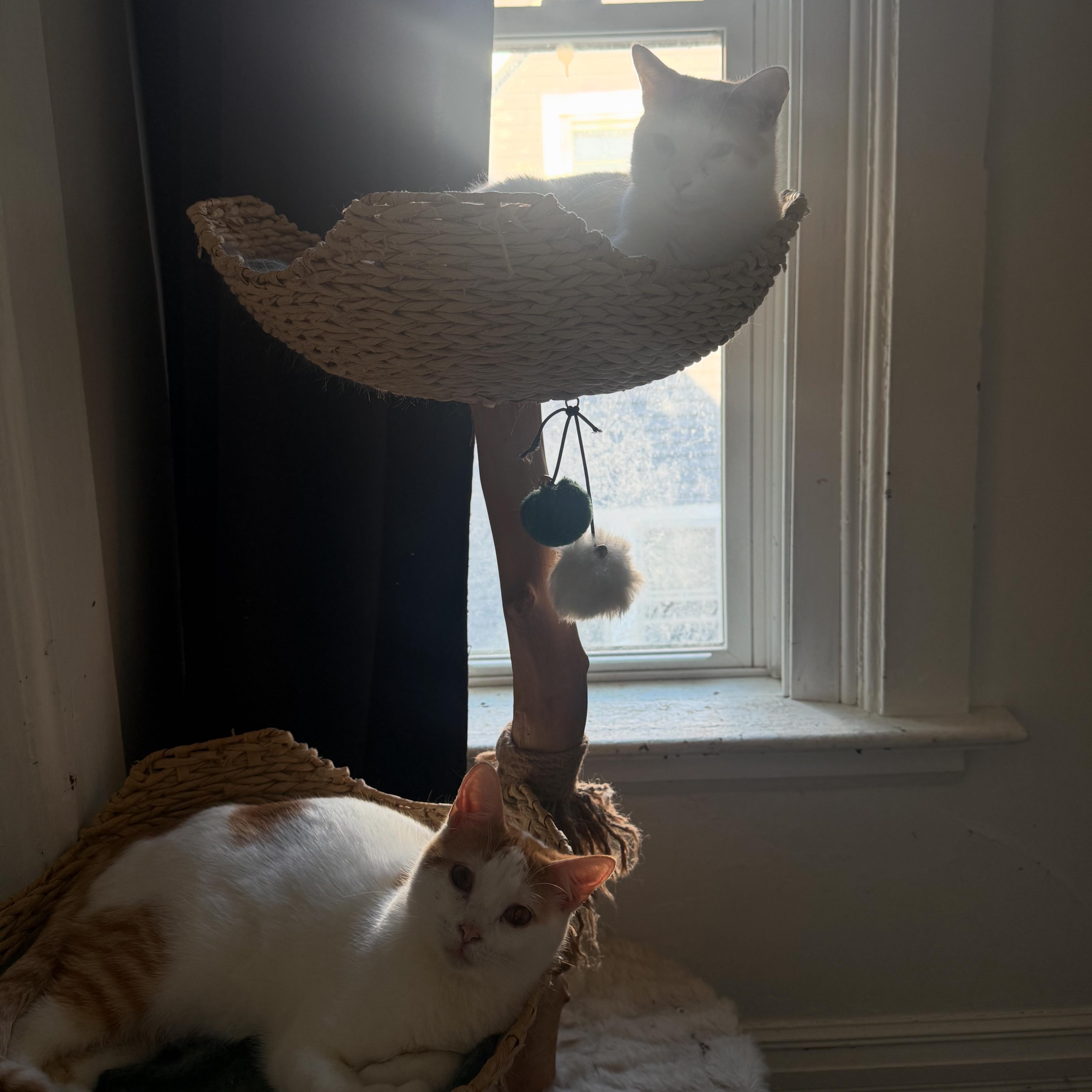 Zinger, a Adoptable Domestic Short Hair in Waseca, MN image 4/4