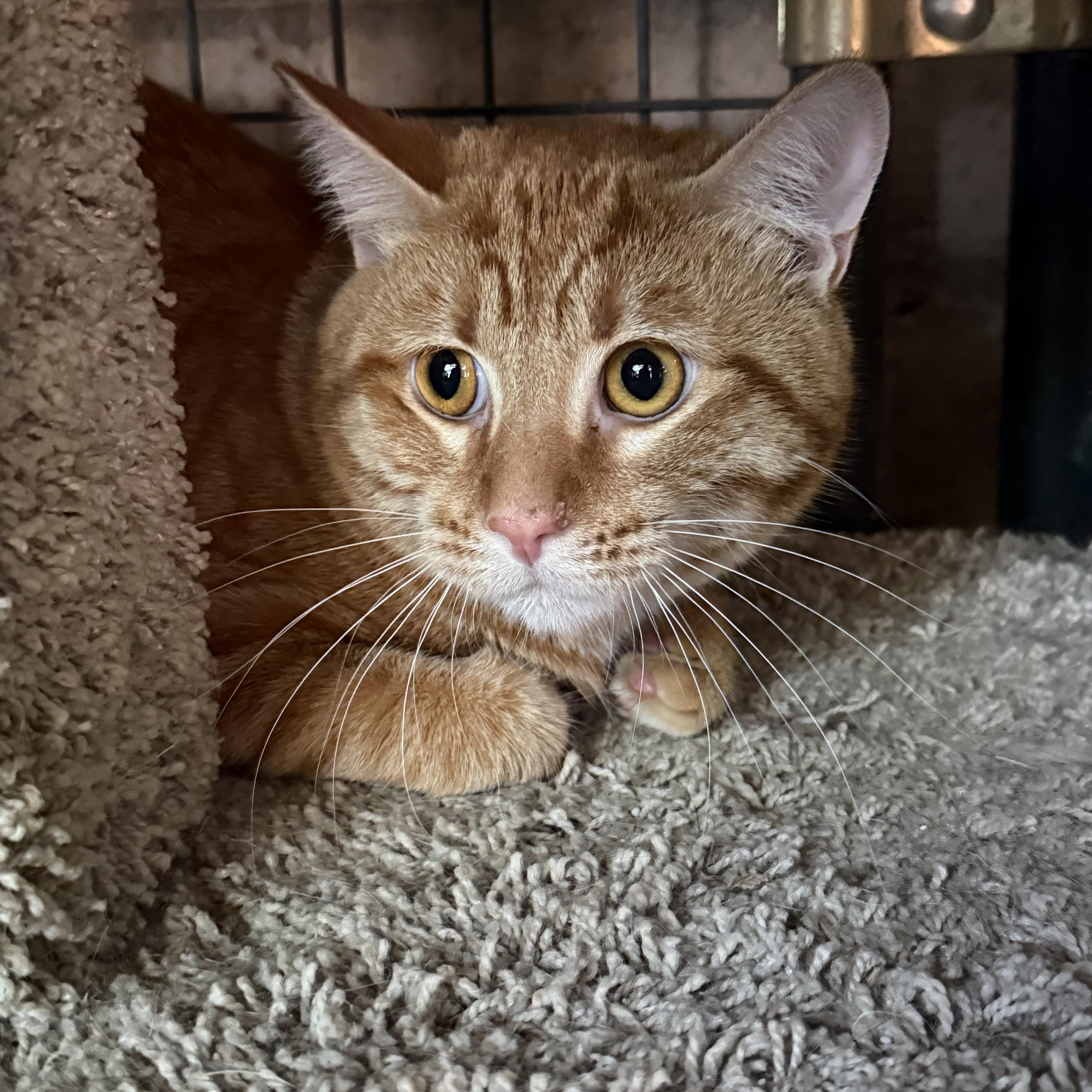 Buster Brown, adopted, Adult Male Domestic Short Hair.