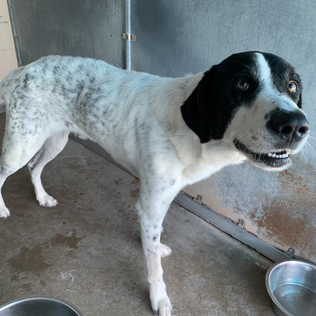 Chris, Adoptable, Adult Male Anatolian Shepherd & Mixed Breed.