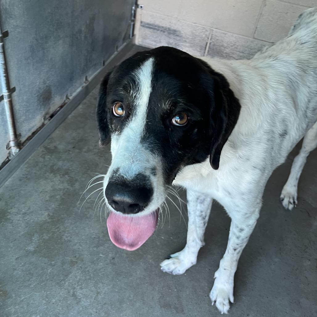 Enlarge Chris, a Adoptable mixed breed in Edinburg, TX image 2/6
