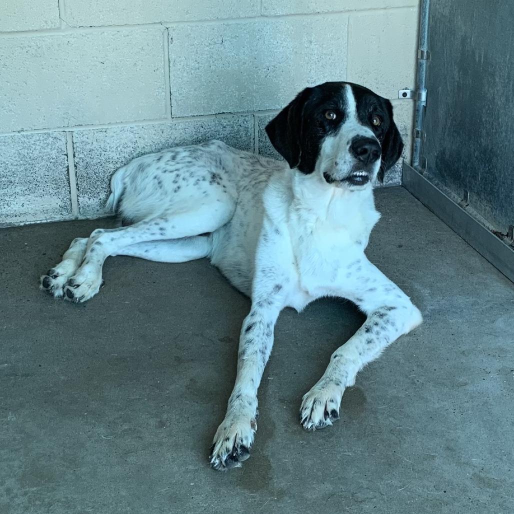 Enlarge Chris, a Adoptable mixed breed in Edinburg, TX image 3/6
