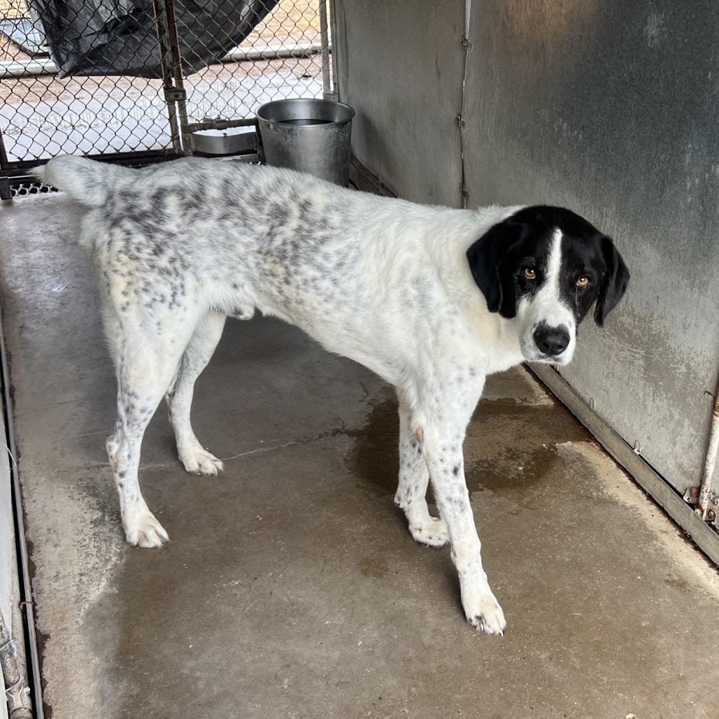 Enlarge Chris, a Adoptable mixed breed in Edinburg, TX image 4/6
