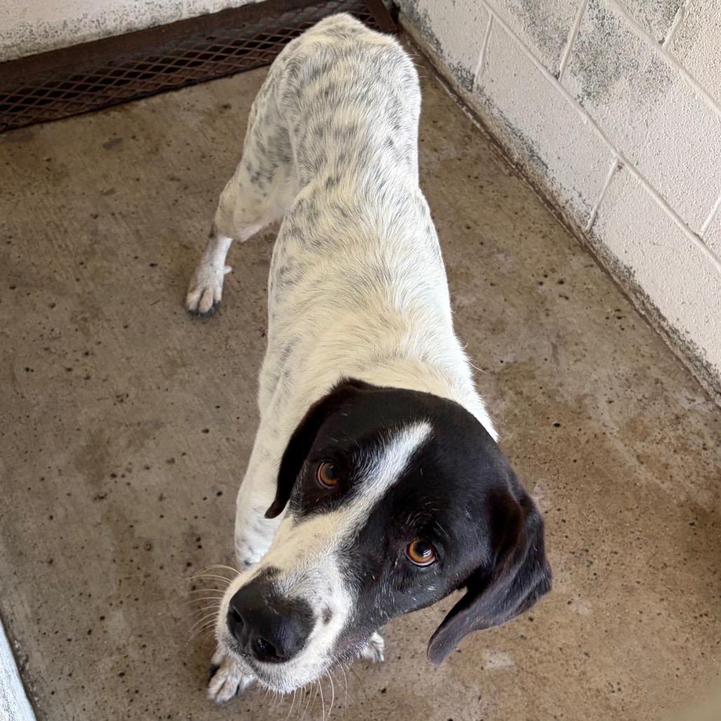 Enlarge Chris, a Adoptable mixed breed in Edinburg, TX image 5/6