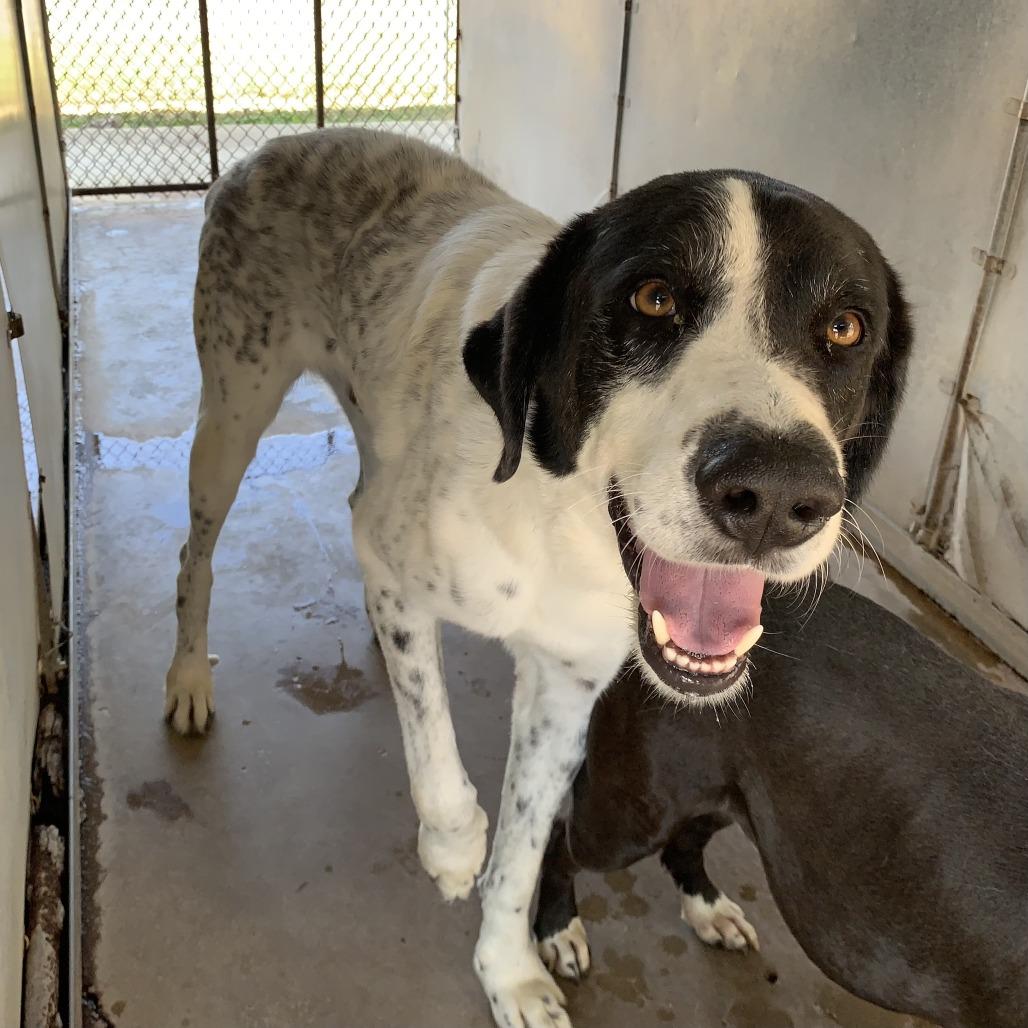 Enlarge Chris, a Adoptable mixed breed in Edinburg, TX image 6/6