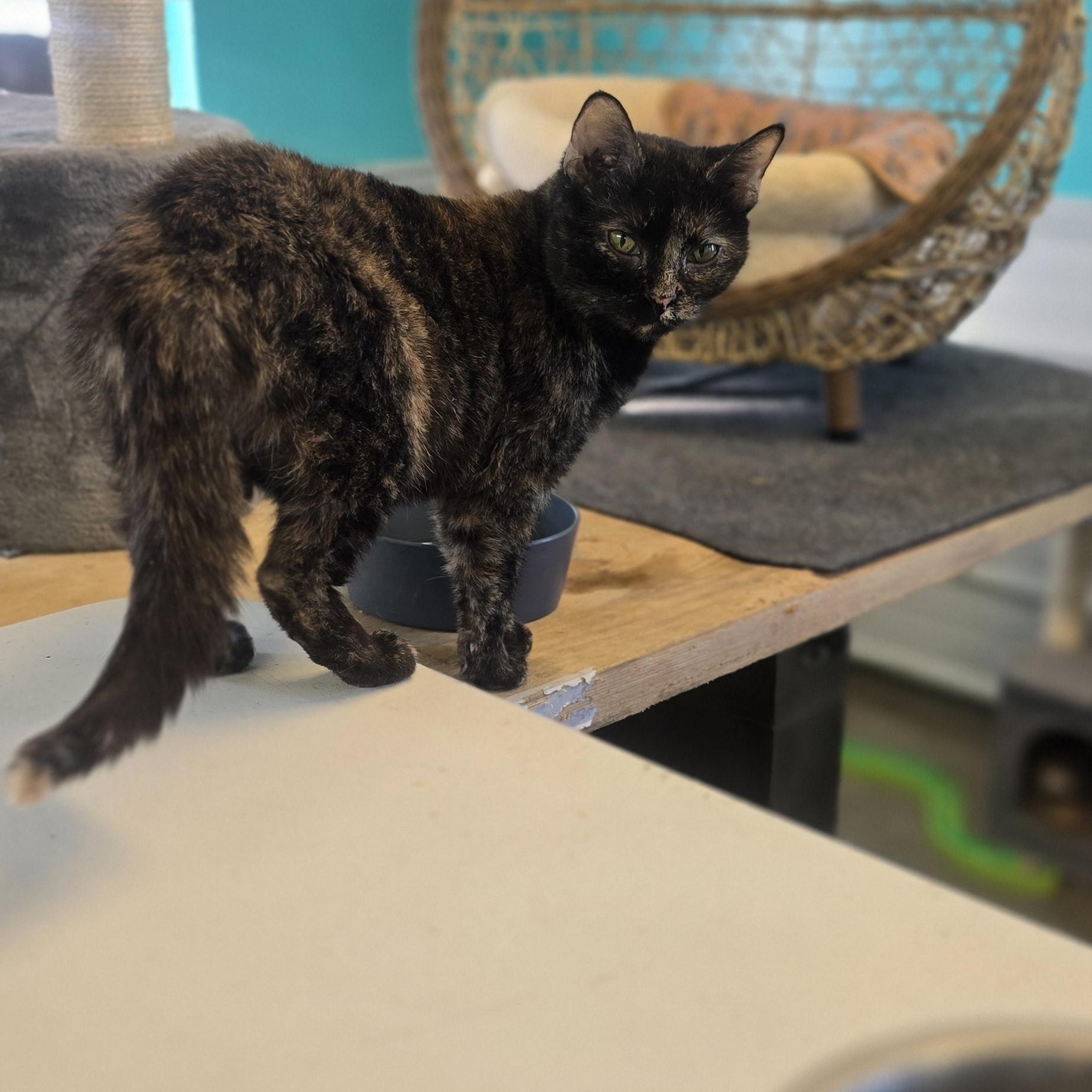 Acorn, ADOPTABLE, Adult Female Tortoiseshell.