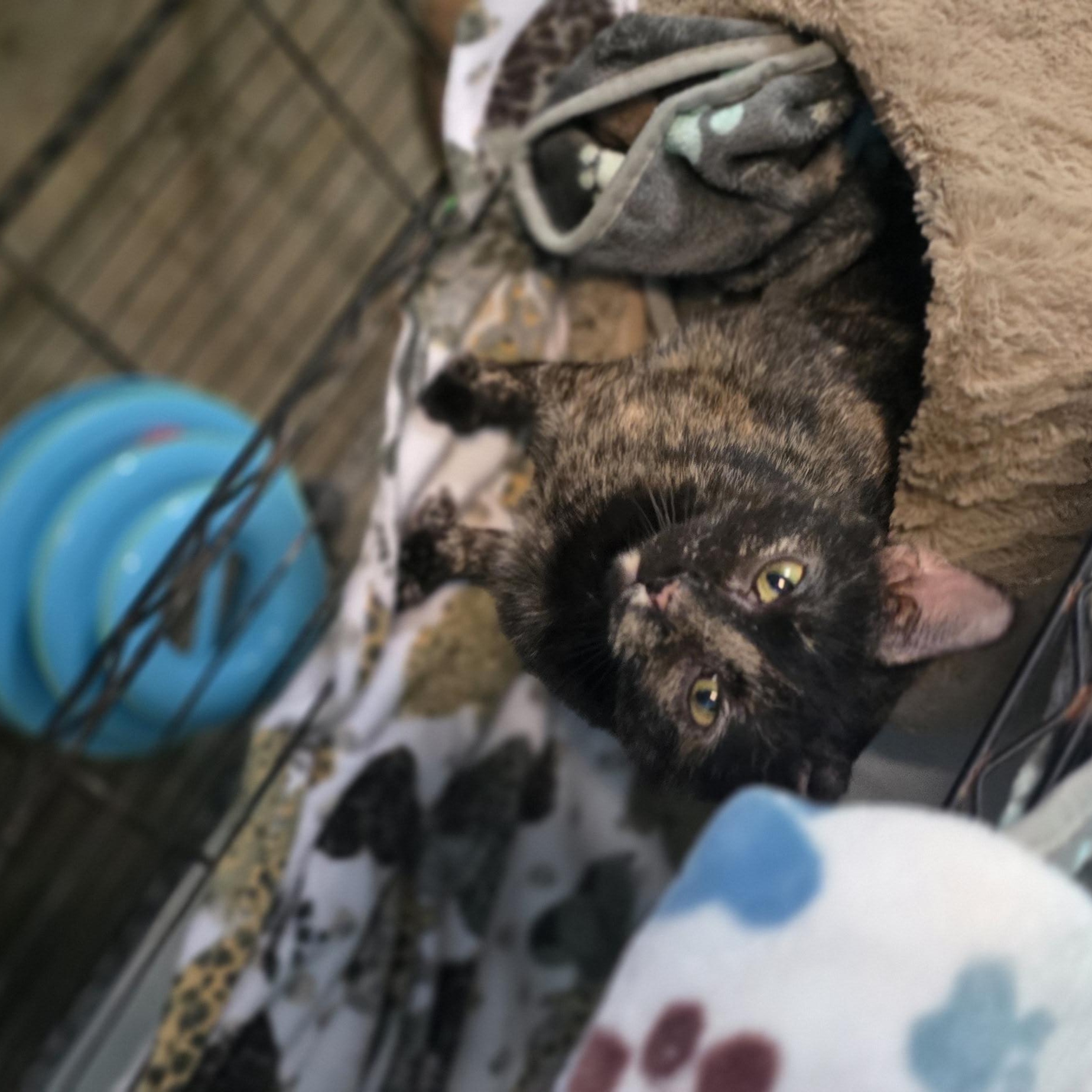 Enlarge Acorn, a ADOPTABLE mixed breed in Petersburg, IN image 2/2