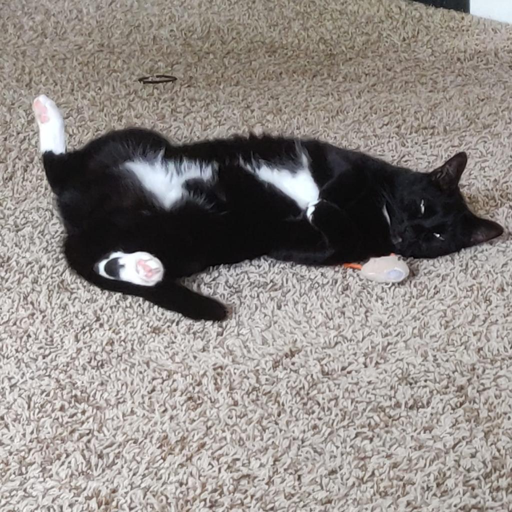 Enlarge Serge, a Adoptable Bombay in Lynchburg, VA image 2/5