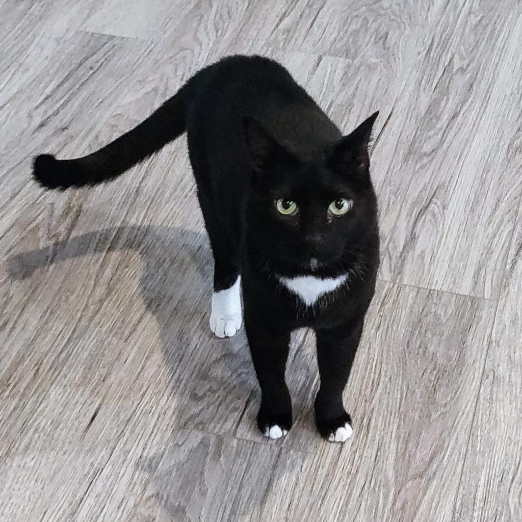 Enlarge Serge, a Adoptable Bombay in Lynchburg, VA image 3/5