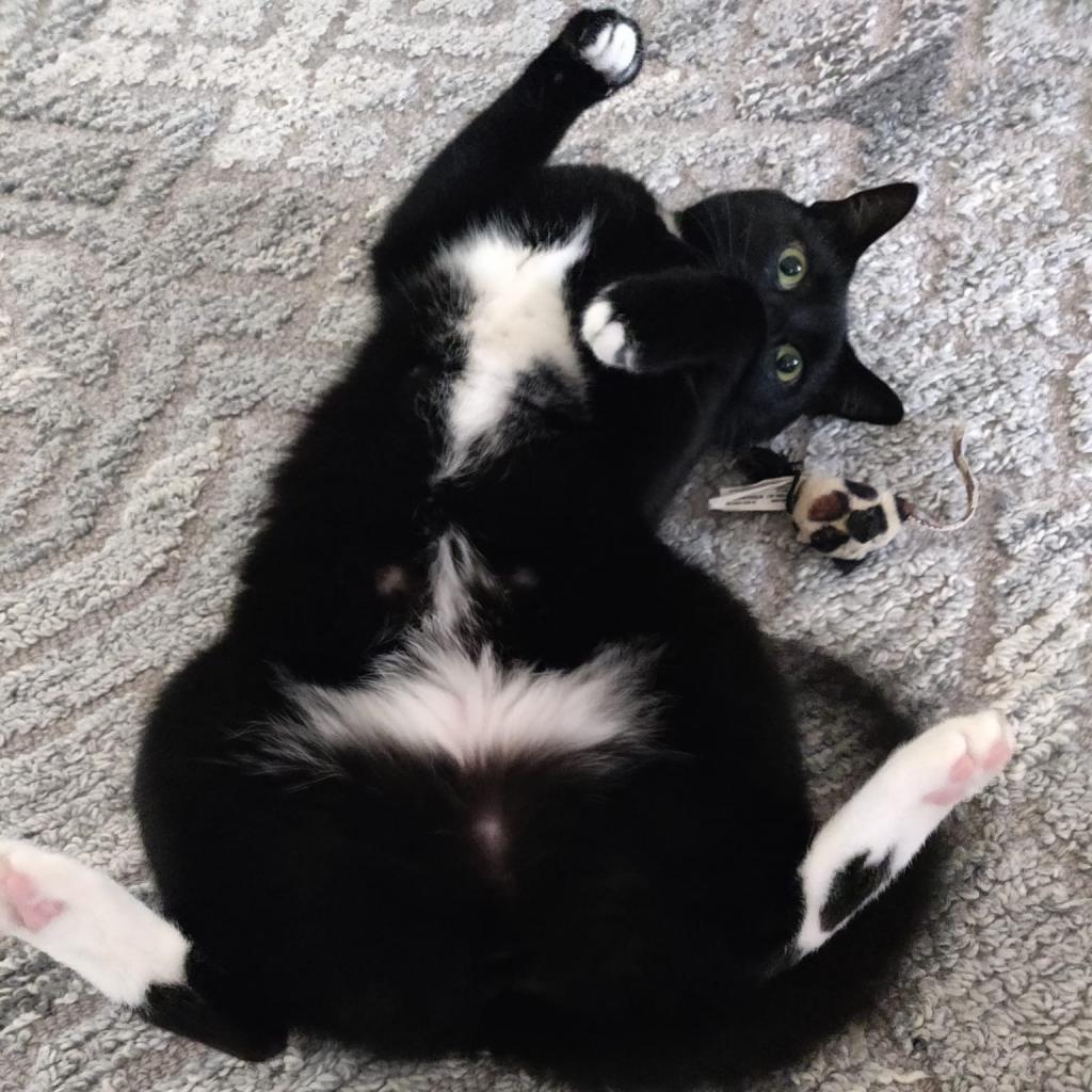 Enlarge Serge, a Adoptable Bombay in Lynchburg, VA image 4/5