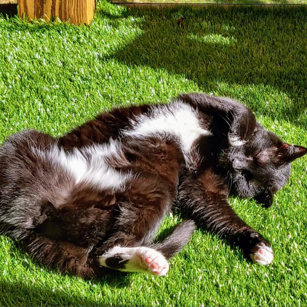 Enlarge Serge, a Adoptable Bombay in Lynchburg, VA image 5/5