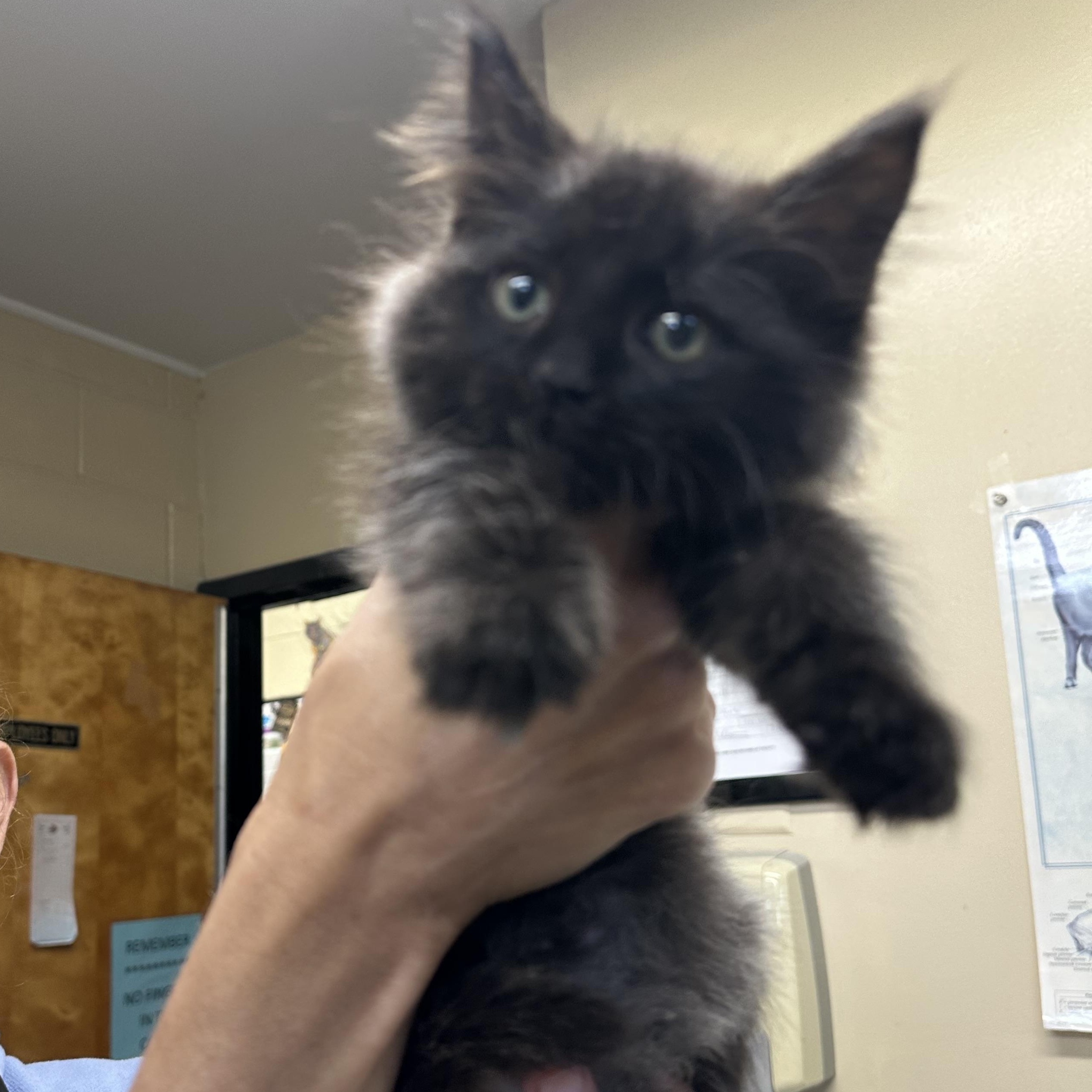 Enlarge Ava Coming In, a Adoptable Domestic Medium Hair in Clifton, NJ image 2/2