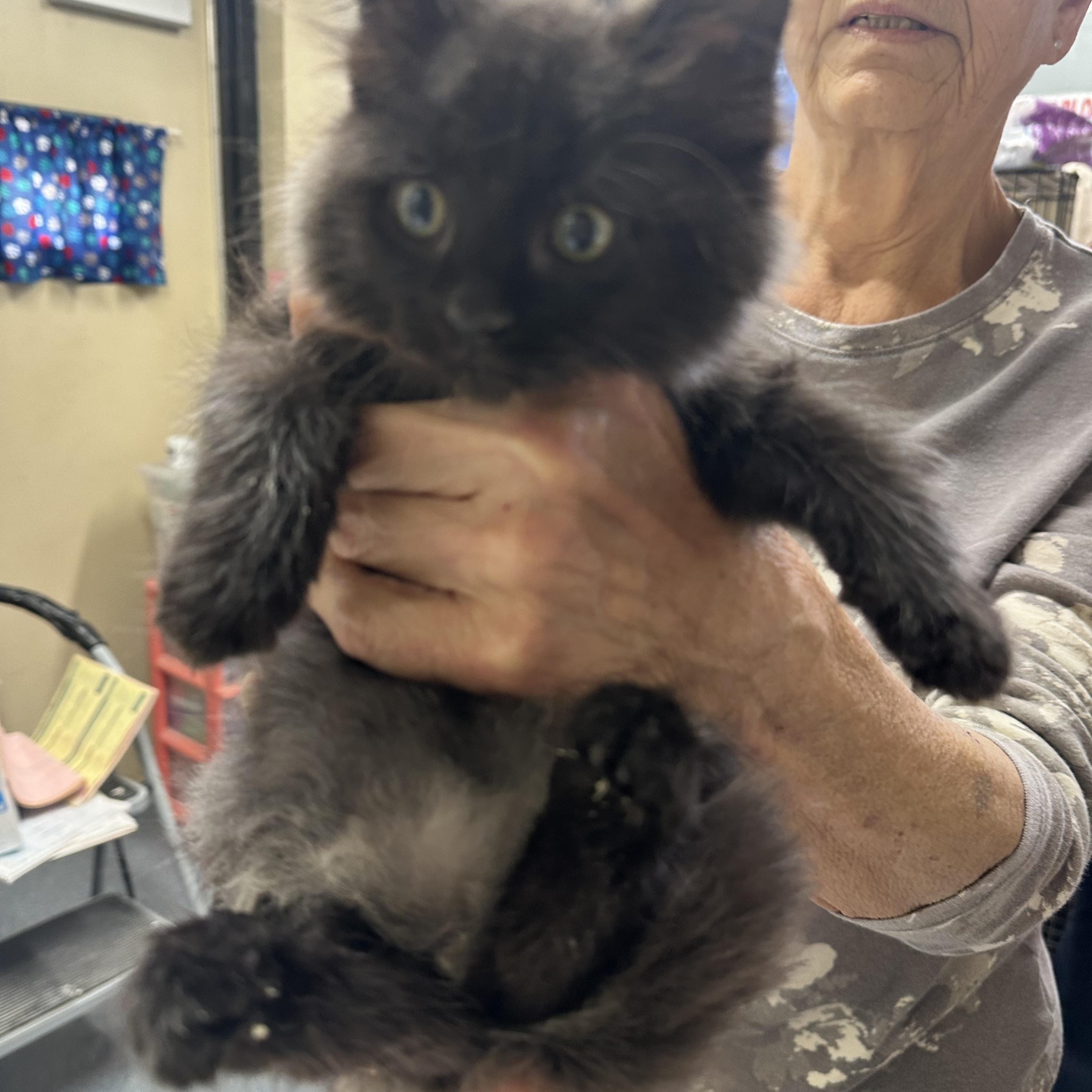 Enlarge Ava Coming In, a Adoptable Domestic Medium Hair in Clifton, NJ image 1/2
