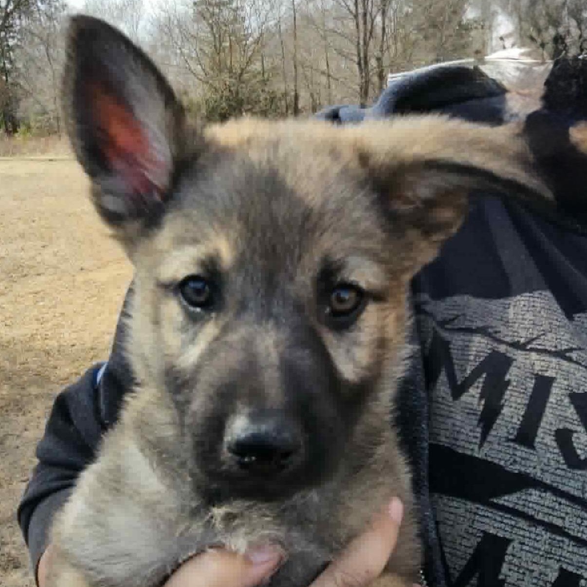 Rosemary , adoptable, Puppy Female German Shepherd Dog & Husky.
