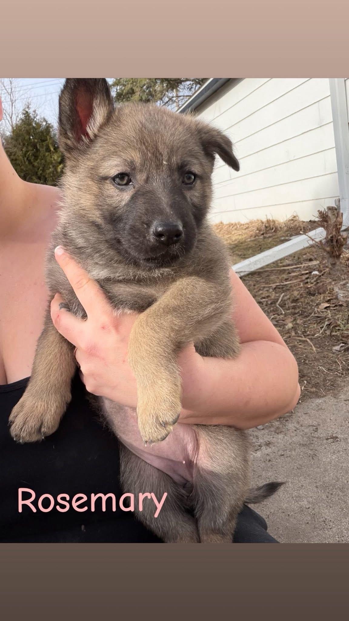 Rosemary , an adoptable mixed breed in South Saint Paul, MN image 2/2