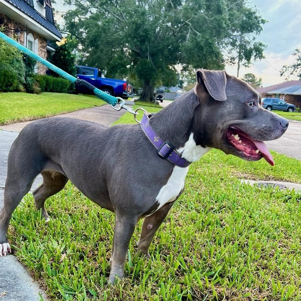 Enlarge Gigi, a ADOPTABLE American Bully in New Orleans, LA image 4/5
