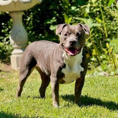 Enlarge Gigi, a ADOPTABLE American Bully in New Orleans, LA image 2/5