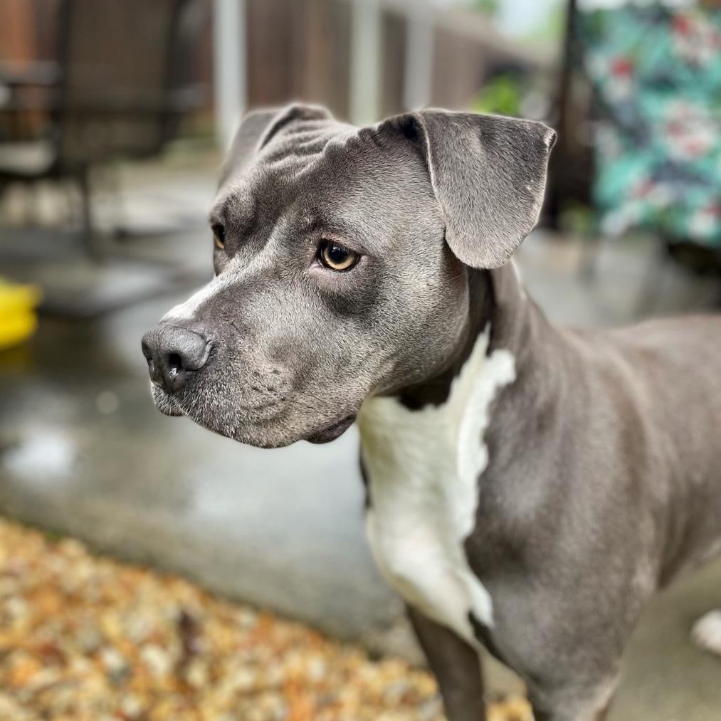 Gigi, ADOPTABLE, Adult Female American Bully.