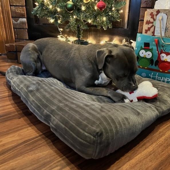Enlarge Gigi, a ADOPTABLE American Bully in New Orleans, LA image 3/5