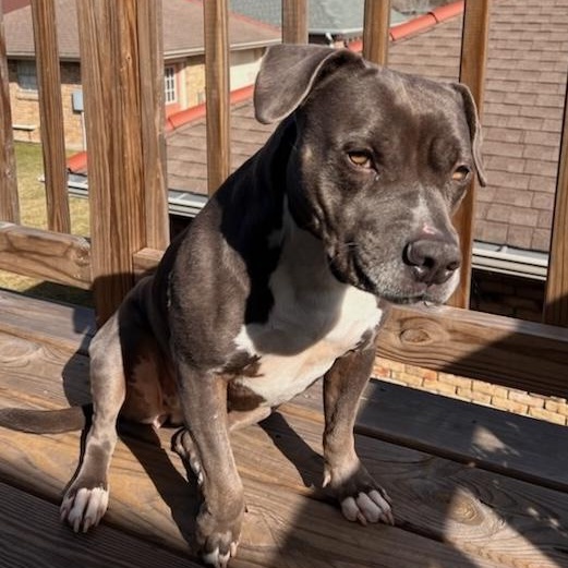 Enlarge Gigi, a ADOPTABLE American Bully in New Orleans, LA image 5/5