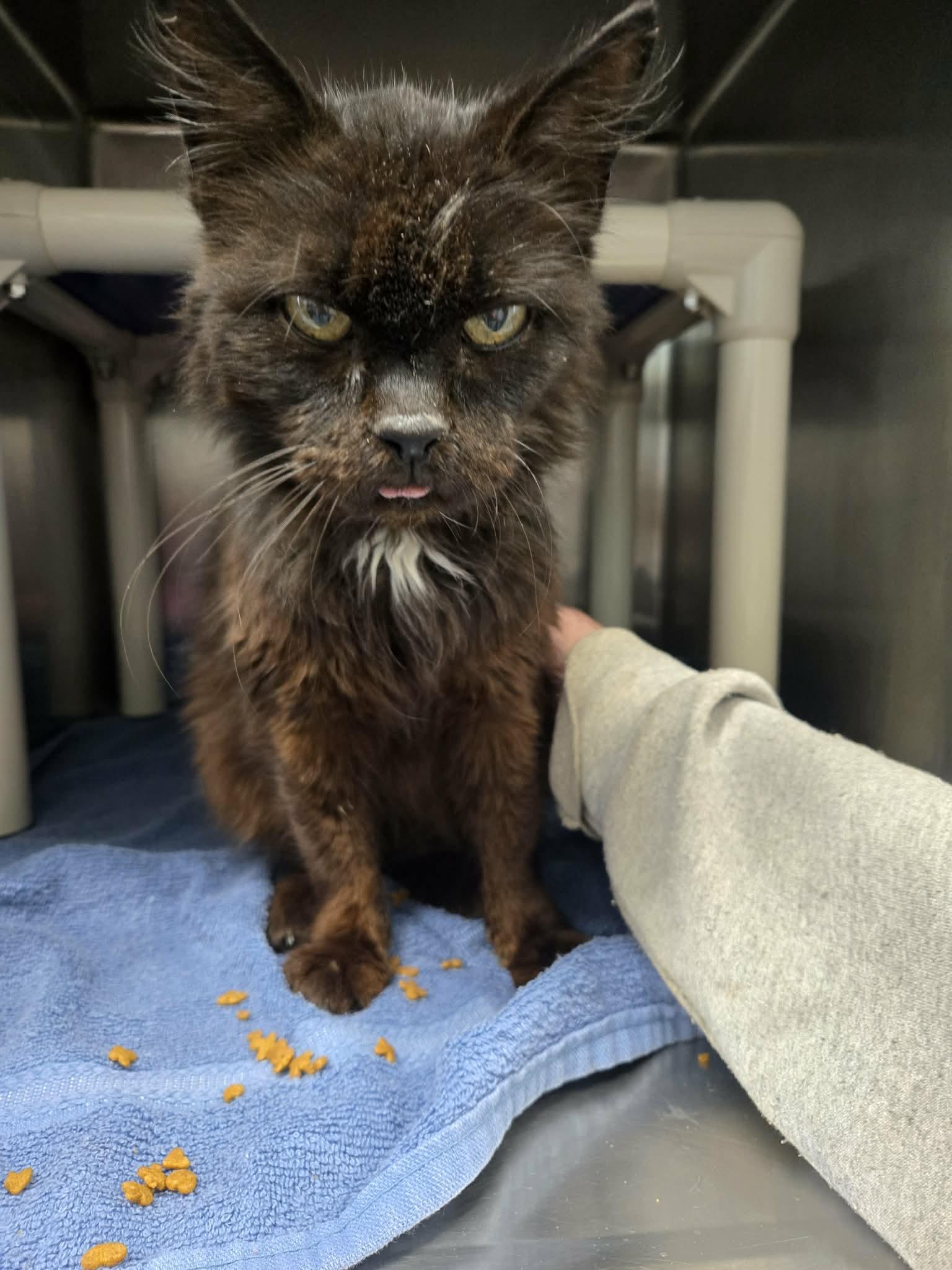 Doctor Fontaine: Not at the Shelter (Donna), Adoptable, Senior Male Domestic Long Hair.