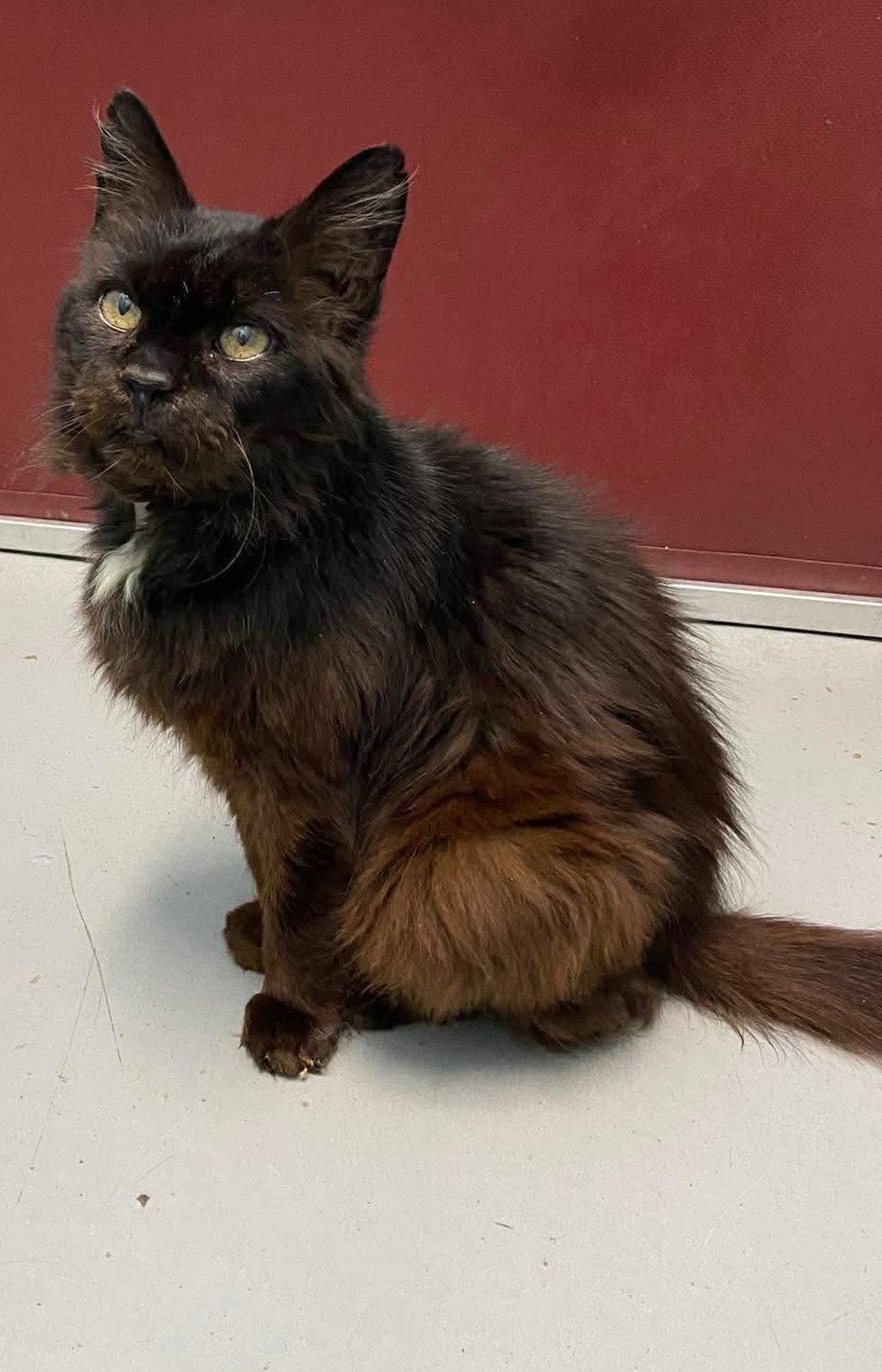 Enlarge Doctor Fontaine: Not at the Shelter (Donna), a Adoptable Domestic Long Hair in Rustburg, VA image 2/3