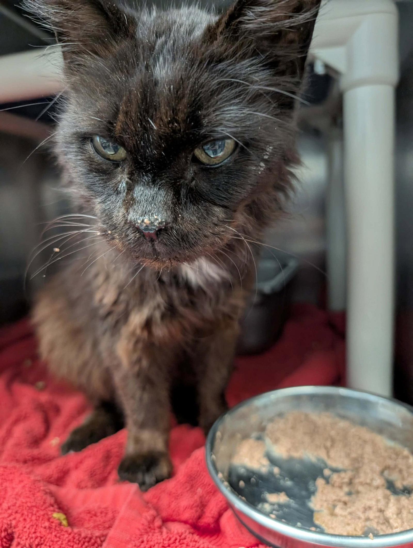 Enlarge Doctor Fontaine: Not at the Shelter (Donna), a Adoptable Domestic Long Hair in Rustburg, VA image 3/3