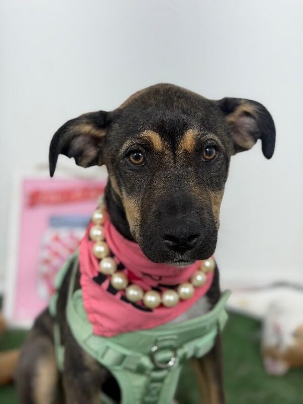 Enlarge Tinker bell-One of our Amazing Rescue Dogs, a Adoptable mixed breed in Sacramento, CA image 1/1