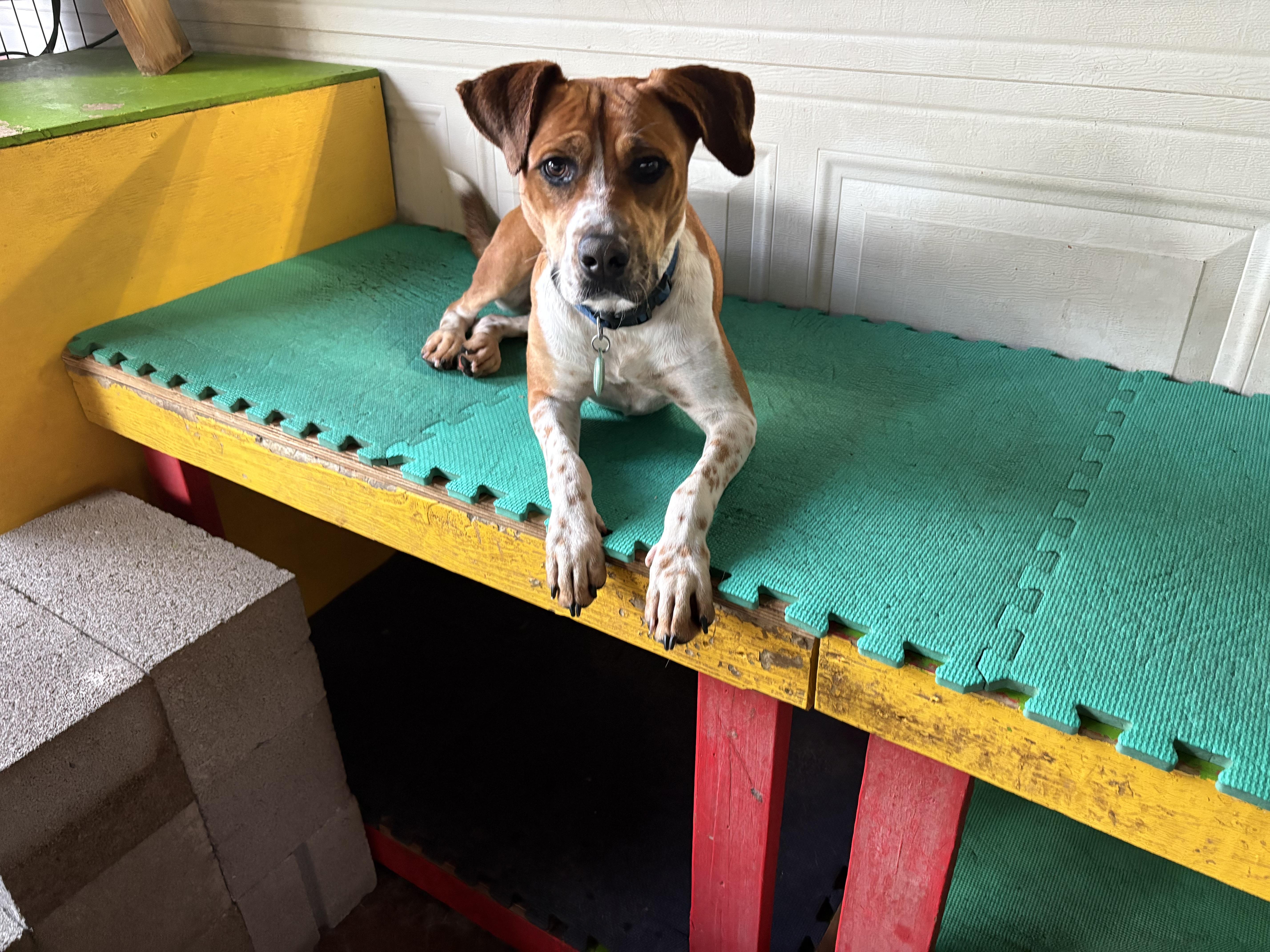Aria Bambi J, Adoptable, Young Female Australian Cattle Dog / Blue Heeler.
