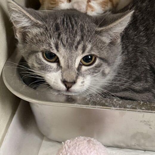 Kevin, Adopted, Young Female Domestic Short Hair.