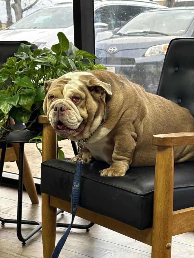 Enlarge Coco, a Adoptable English Bulldog in ventura, CA image 1/1